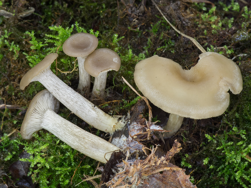 Clitocybe subspadicea